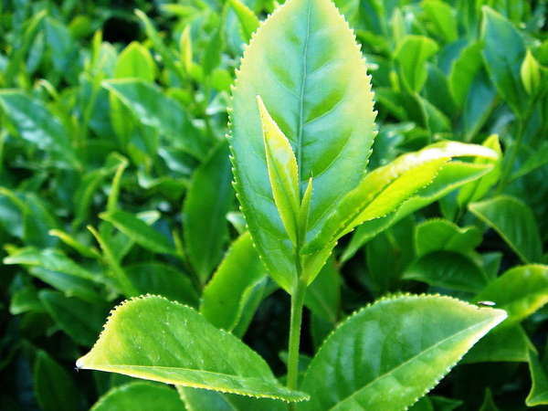 Young tea plant shoot with leaf bud, serrated, alternate leaves, tea plants in background