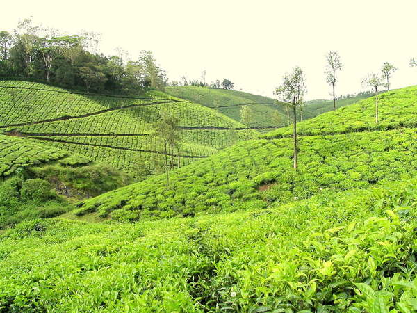 Tea-covered hillsides, bright yellow-green, scattered trees in distance