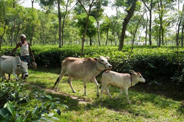 Three young cows walking down a path in a lush green tea plantation, with many scattered trees