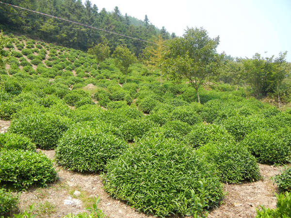 Round bushes of tea planted on a hillside, power lines in distance