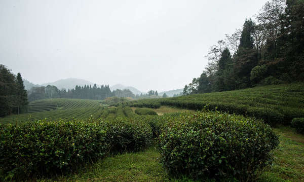 Low, head-on view of rows of tea plants on a cloudy day, evergreen trees around the edges, mountains in the distance