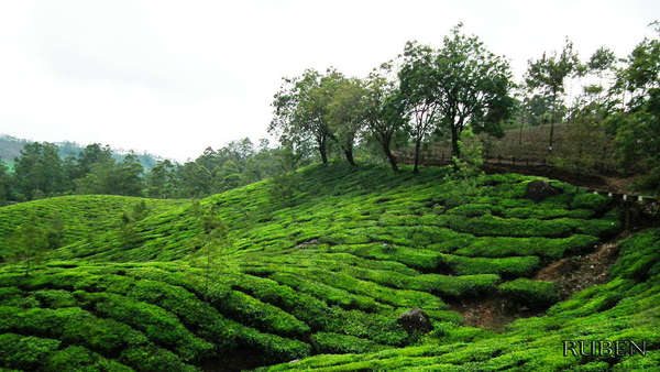 Intensely green rows of tea plants covering rolling hills, some trees on the crests of the hills