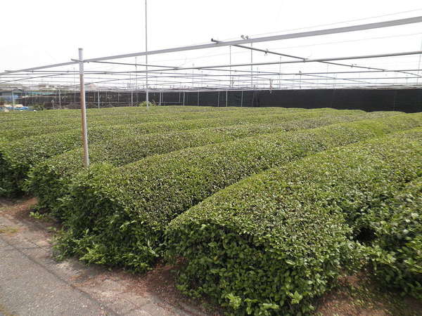 Rows of tea bushes with metal framework or scaffold overhead