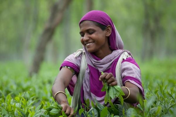 A tea picker wearing a bright purple outfit, in a lush tea garden, holding a handful of leaves