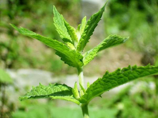 Tip of spearmint shoot, showing opposite leaves, sharply serrated and a bit rough looking, with blurred green background