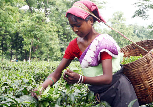 Tea picker with a basket of tea leaves on her back, colorful outfit, in field of tea with lots of trees in background