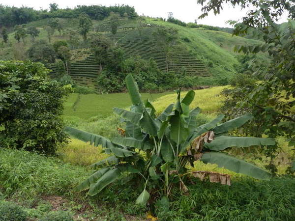 Tea plantations on a distant hillside, a banana tree foreground, various vegetation and plants all around