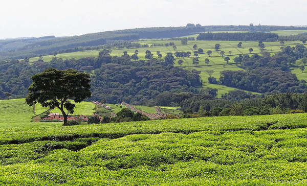 Landscape of bright yellow-green tea fields with scattered trees with savannah-like appearance, and patches of forest in distance