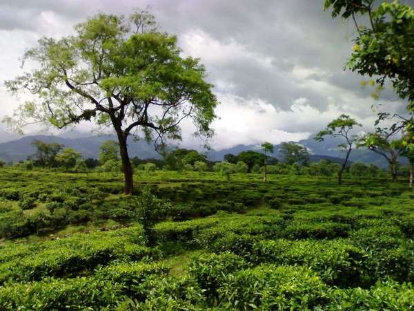 Messy-looking tea bushes in a low, flat plantation, a single spreading tree amongst them, against a sky with gray, billowy clouds