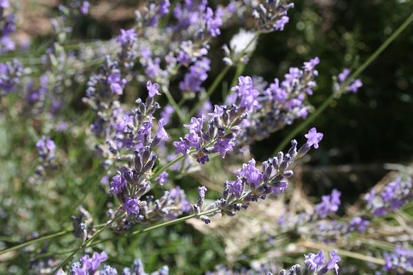 Lavender flowers on stalks, dark background on right, green on left