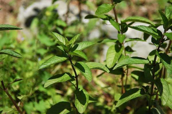 Peppermint plants showing reddish-purple stems and symmetrical, opposite, simple green leaves