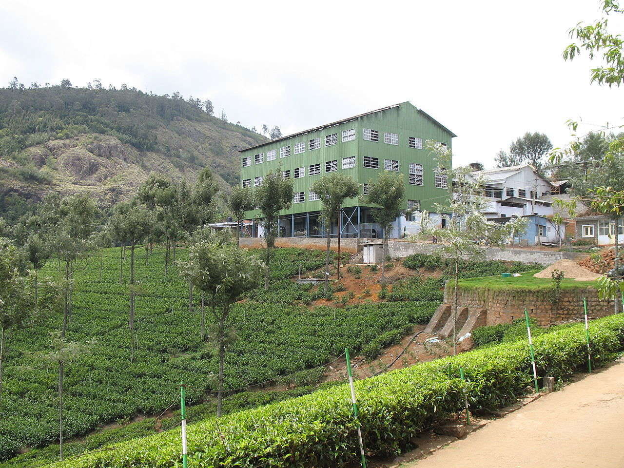 tea-factory-and-plantations-ooty-nilgiri-india-ratetea-images