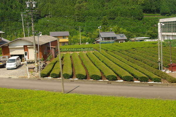 Orderly rows of tea plants growing between a road and several buildings, lush treess in background