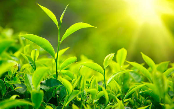 Growing tea sprout in a field of tea, a bright yellow light shining with rays in the top right