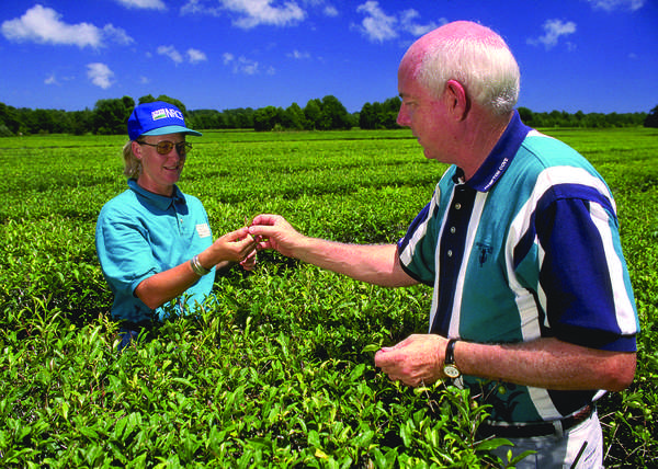 A bald man with wisps of white hair and a teal, white, and blue striped shirt speaks with an older woman wearing a blue cap in a field of tea plants under a bright blue sky