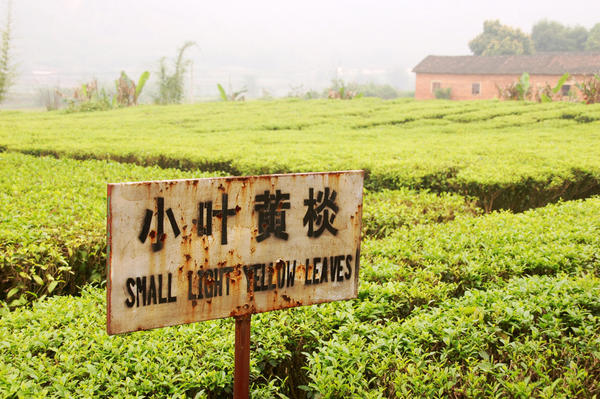 Sign in tea plantation reading: small light yellow leaves, also with Chinese characters, building in background