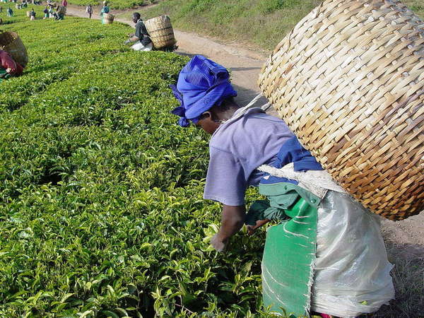 Woman picking tea, with a blue head wrap and a giant basket on her back