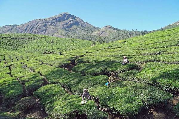 Rows of tea bushes with irregular borders, some women picking the tea, on a hillside, a brown, barren mountain in the background