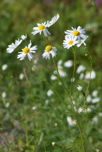 German chamomile blooms, white, daisy-like flowers with white petals and yellow centers, on green background