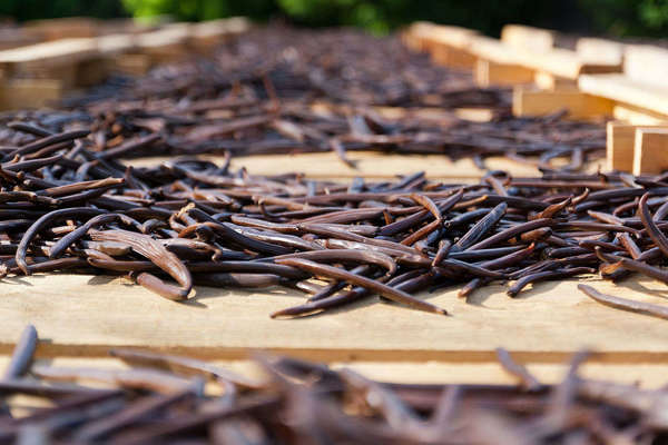 Long, brown pods drying on a wooden rack in the sun