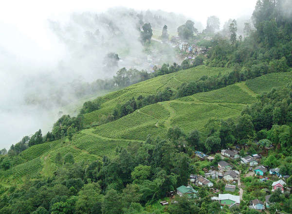 Rows of tea plantations on a hillside with clouds and mist in distance, small buildings in foreground