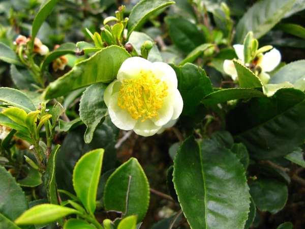 White camellia flower with yellow center, among thick, tough, dark green serrated leaves