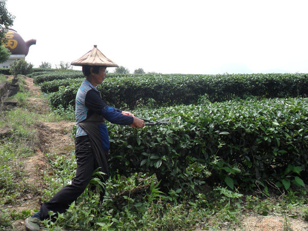 Person with conical hat cutting tea bushes with large shears, giant teapot-shaped building in background