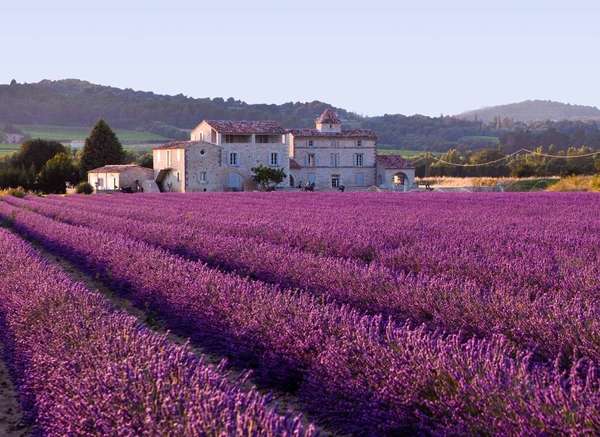 Intense purple rows of blooming lavender in field, old stone building in the background, a forested hillside behind that