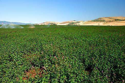 Uniform green leaves of a mint field, barren sand dunes, and irrigation sprays