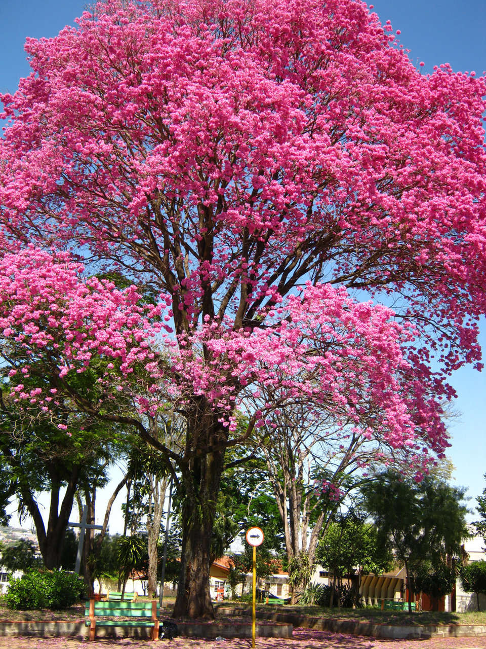 Pink Trumpet Tree (Handroanthus impetiginosus) in Bloom, São Paulo