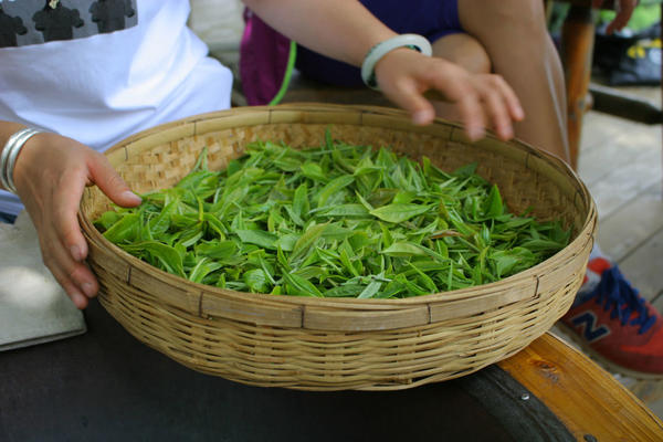Freshly picked tea leaves, vibrant green, in a basket
