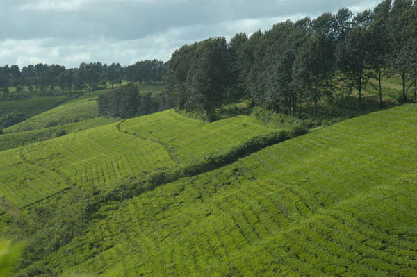 View of a tea plantation on a uniformly-sloping hillside from above, a grove of trees lining the higher end off the hillside