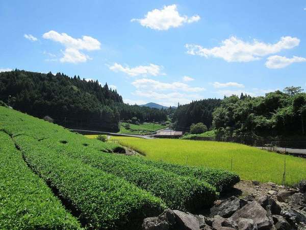 Rows of tea bushes in foreground, another lighter crop behind them in a low, flat area, under a blue sky with bright white clouds, some coniferous forests in background