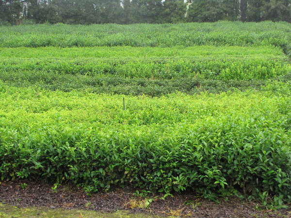 Rows of tea running straight left to right, showing a messy texture due to new growth