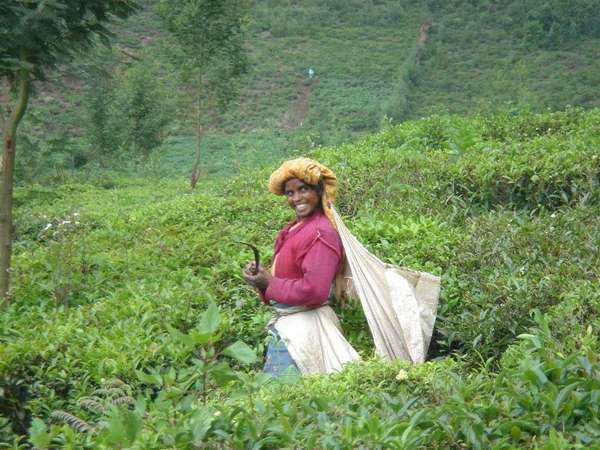 A woman smiles in a field of tea, while holding a metal implement of sorts