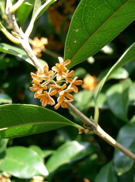 Stem with opposite, simple leaves, thick and leathery, and cluster of small orange five-petaled flowers