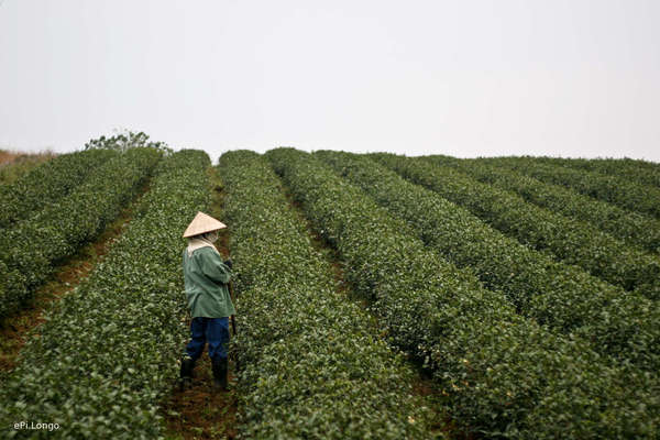 Person with a pointed hat standing in a field with neat, uniform rows of tea bushes