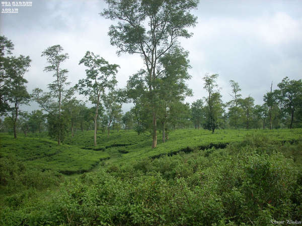 Tea garden under partly cloudy skies with tall scattered trees, a low-lying ditch in the center