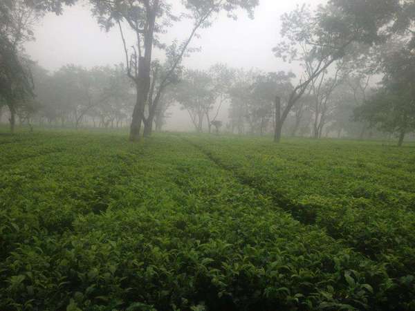Rows of tea in a totally flat plantation, densely foggy with faintly-visible trees in the distance