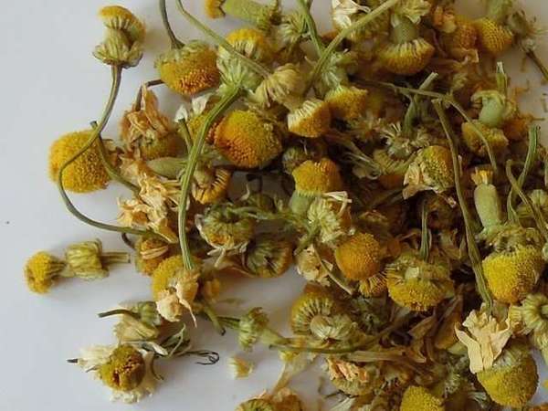 Whole, intact dried chamomile blossoms showing flower centers, stems still attached