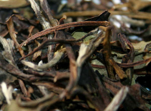 Closeup of large-leaf tea with dark brown, silvery, and olive green colors