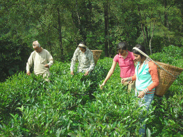 Tea pickers wearing colorful outfits pluck tea to place in baskets; trees in the background