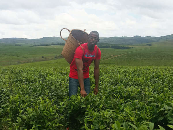 Male tea picker with bright red shirt, blue jeans, basket on his back, in a field of tea