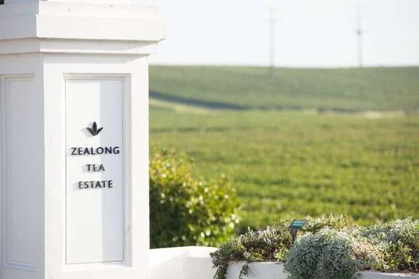 White column with Zealong Tea Estate Logo, fields of tea in the background