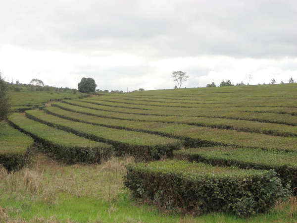 Neat, flat-topped, squarish rows of tea bushes on a very slight hill, under a bright gray sky, little else in sight
