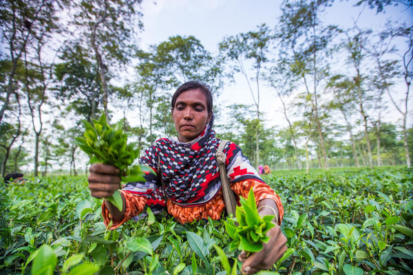 Woman wearing colorful outfit, plucking tea and holding a bunch of tea shoots, in a lush, flat tea garden
