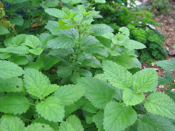 Lemon balm plant showing neat, symmetrical growth, gently-serrated leaves, oppositely arranged, light green in color