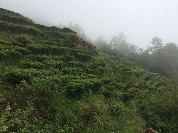 Messy, irregular rows of tea plants on a hillside with trees obscured by mist, in the background