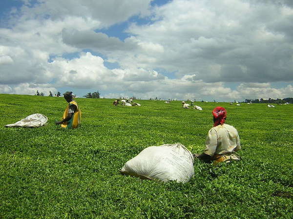 Women with massive bags of tea, in a tea field under a wide, mostly-cloudy sky