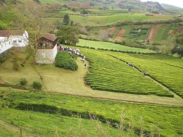 Fields of agriculture with a house on the left, people gathered outside